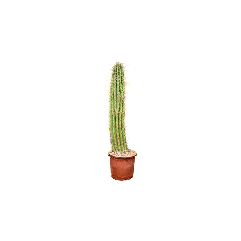 Echinopsis Pasacana