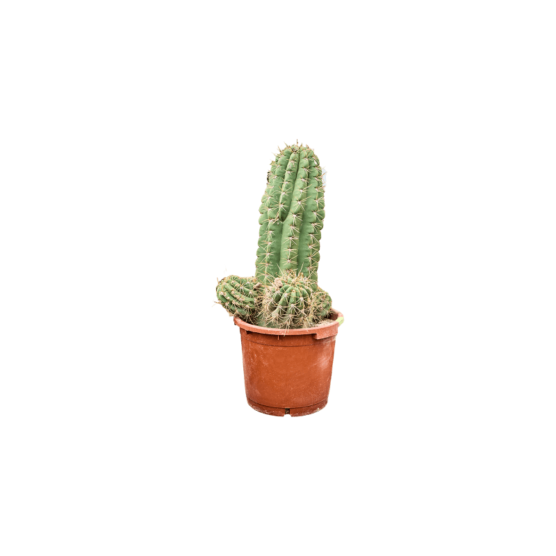 Echinopsis Pasacana