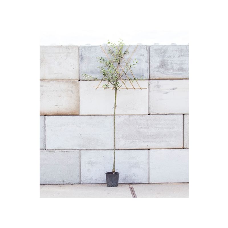 Malus Ecolette - leiboom hoogstam