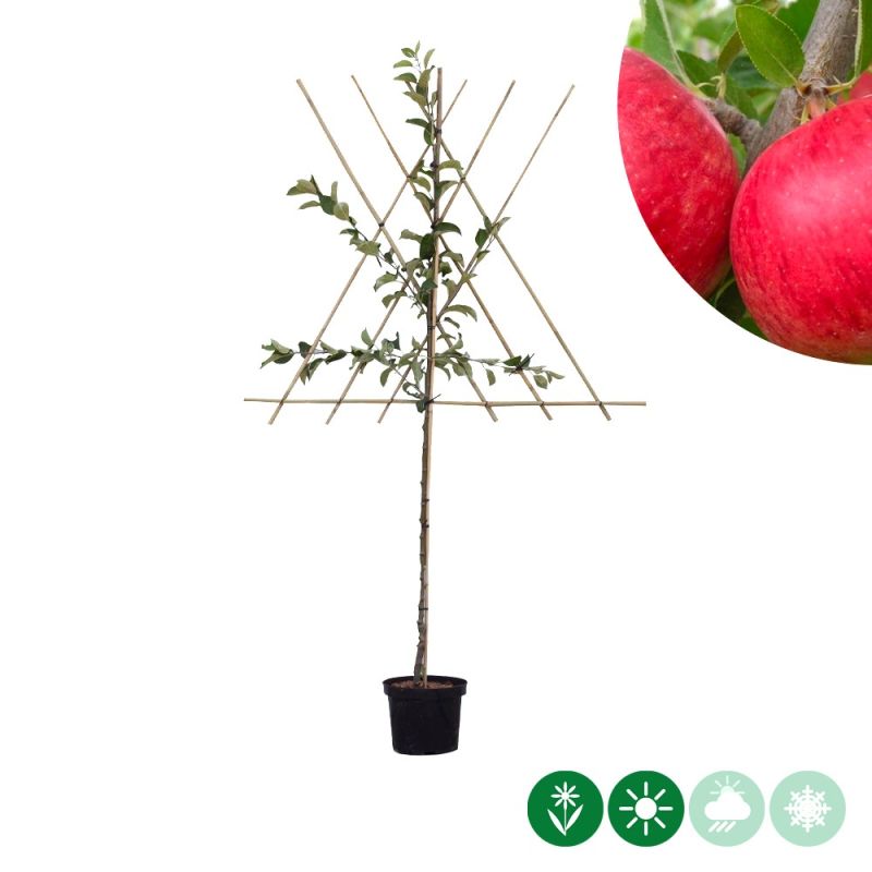 Malus Ecolette - leiboom