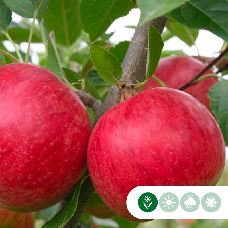 Malus Ecolette - leiboom hoogstam