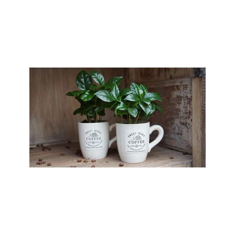 Coffea Arabica in koffiemok - 4 stuks