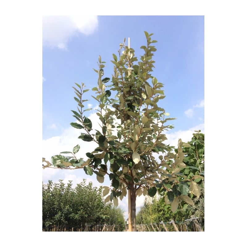 Elaeagnus Ebbingei