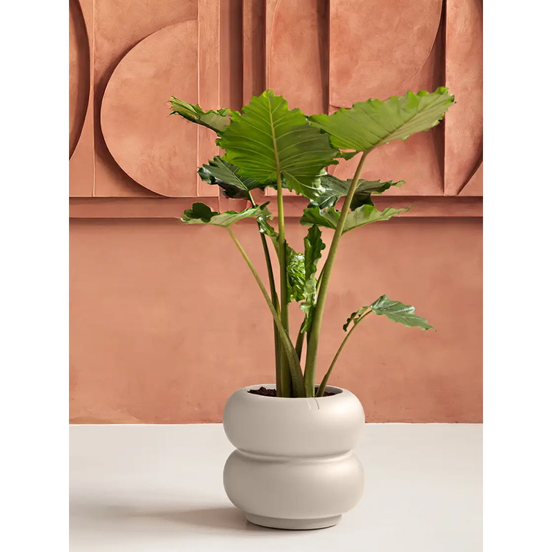 Elho Premium Amber Roll Low Beige