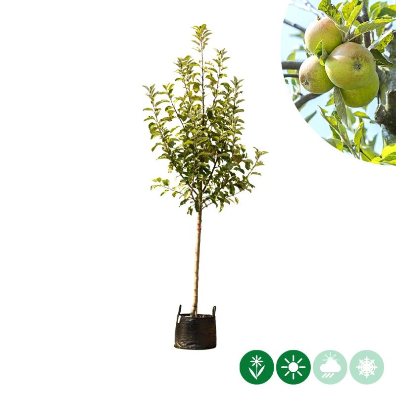 Malus Elstar - halfstam
