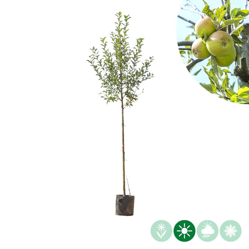 Malus Elstar - hoogstam