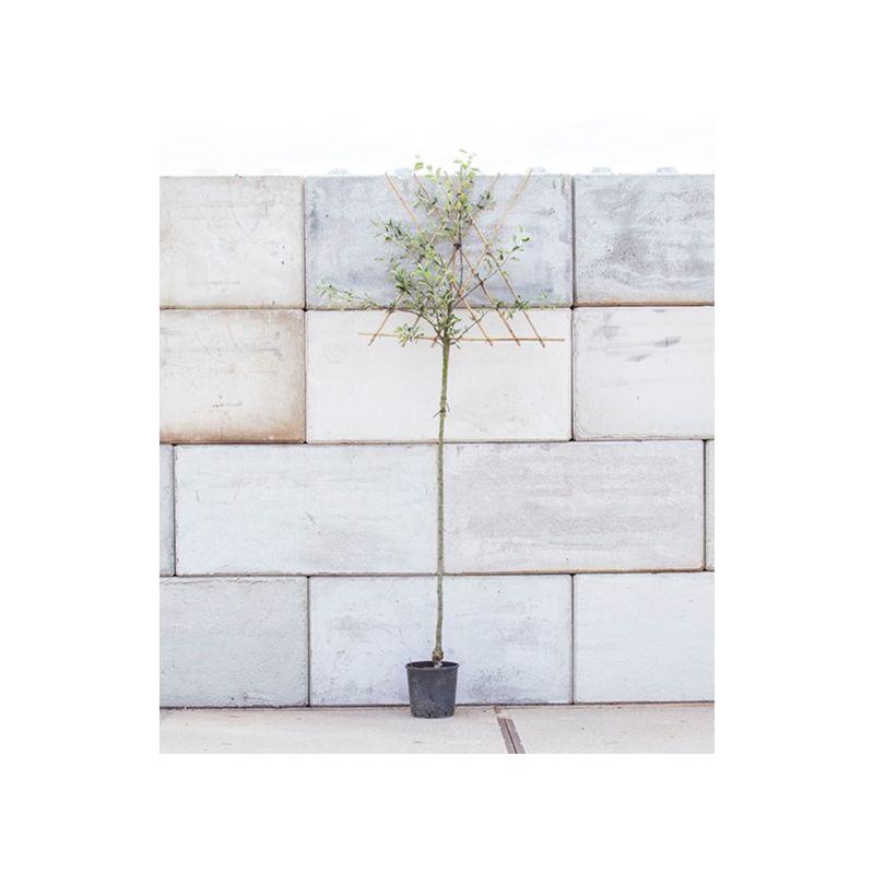 Malus Elstar - leiboom hoogstam