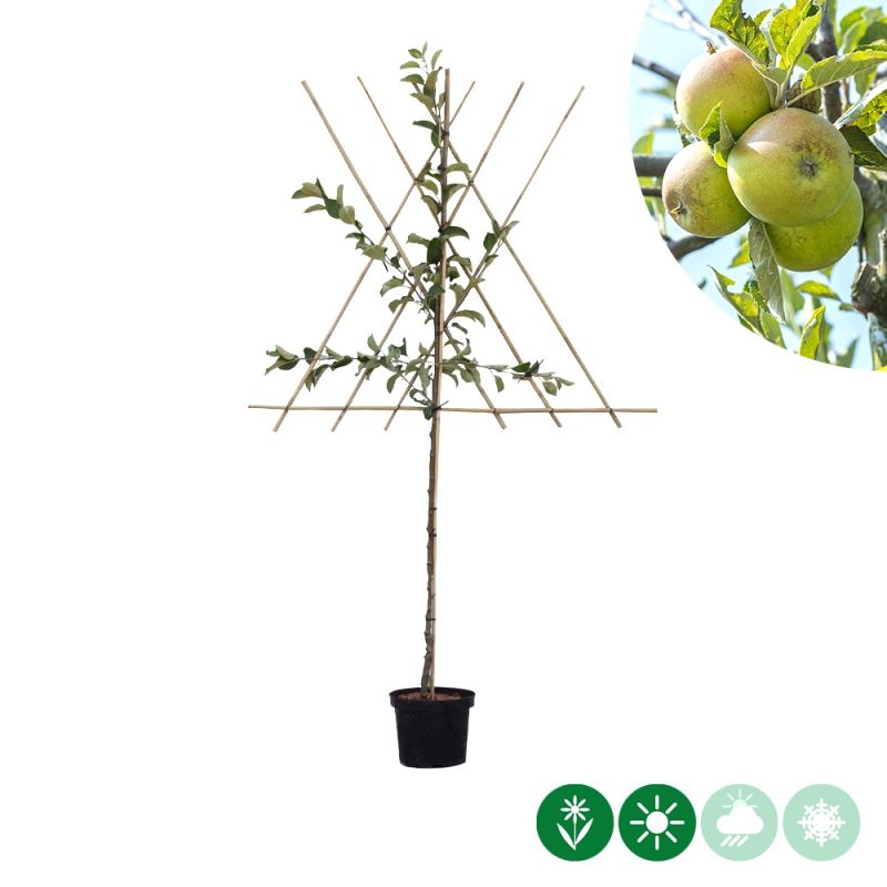 Malus Elstar - leiboom laagstam