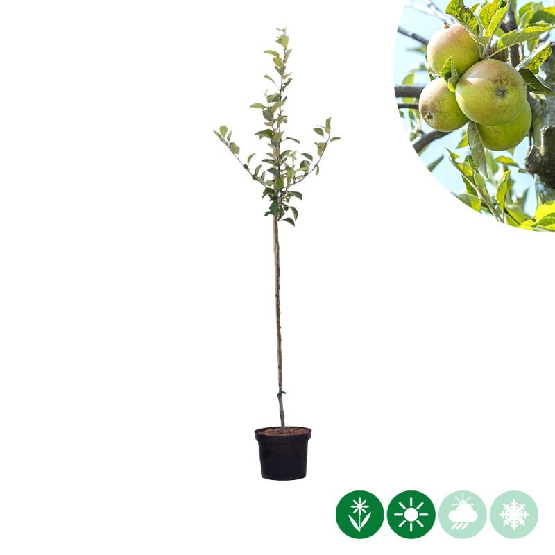 Malus Elstar