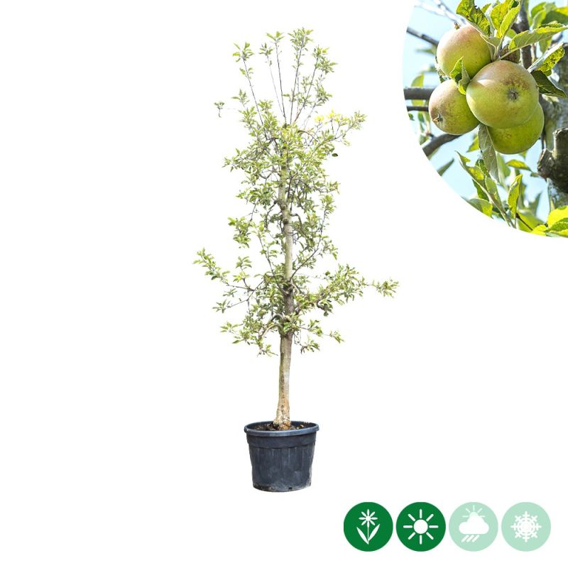 Malus Elstar - oude boom