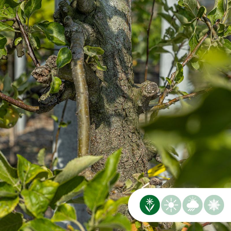 Malus Elstar - oude boom