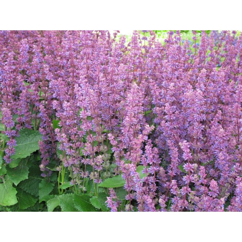 Salvia Endless Love 