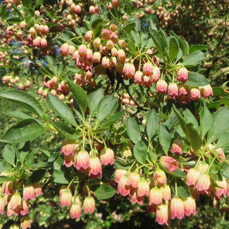 Enkianthus perulatus