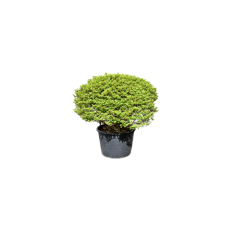 Enkianthus perulatus
