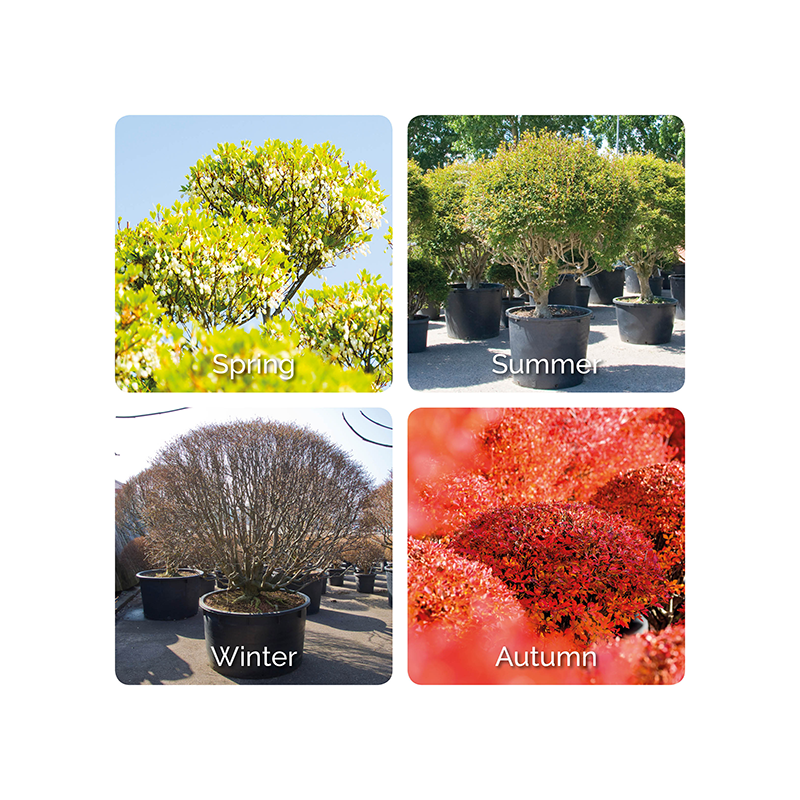 Enkianthus perulatus