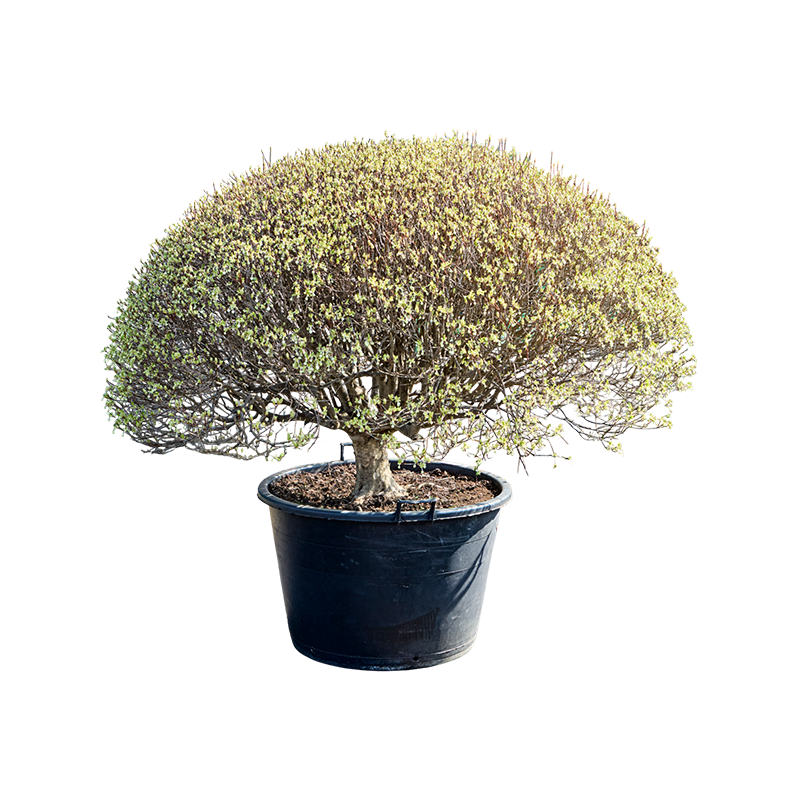 Enkianthus perulatus