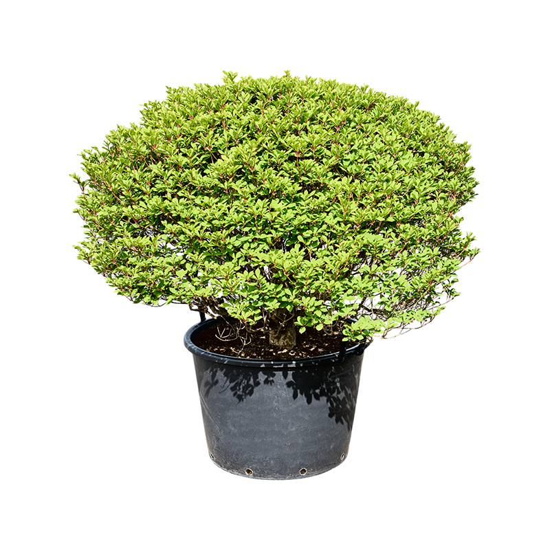 Enkianthus perulatus
