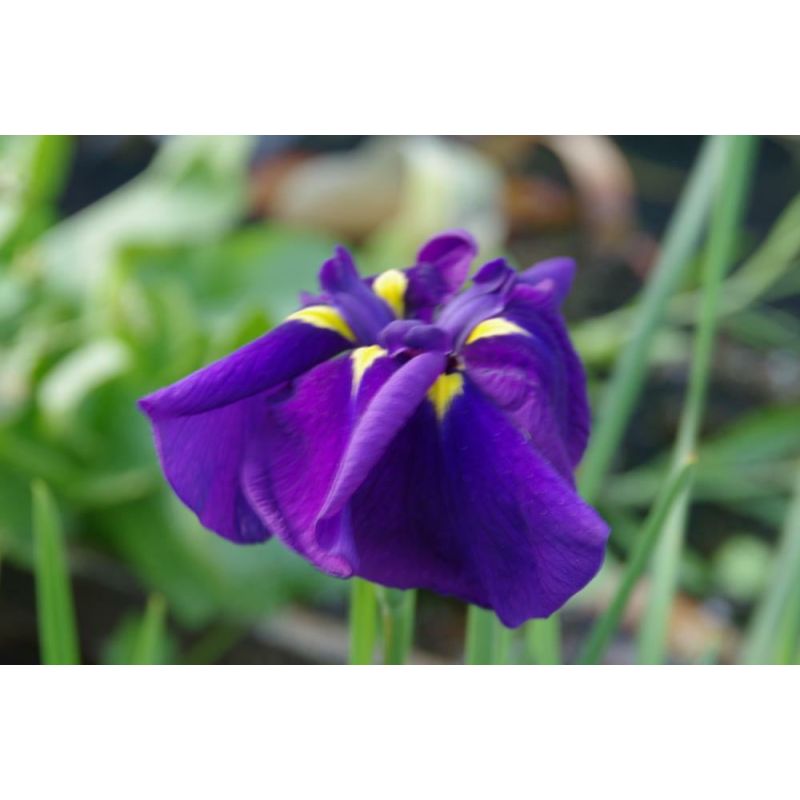 Iris ensata 