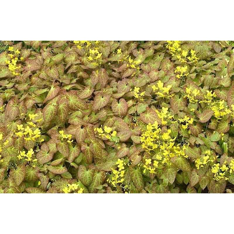 Epimedium Frohnleiten 