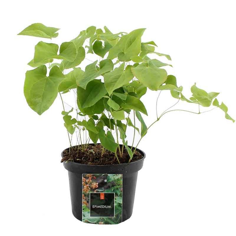 Epimedium Frohnleiten 