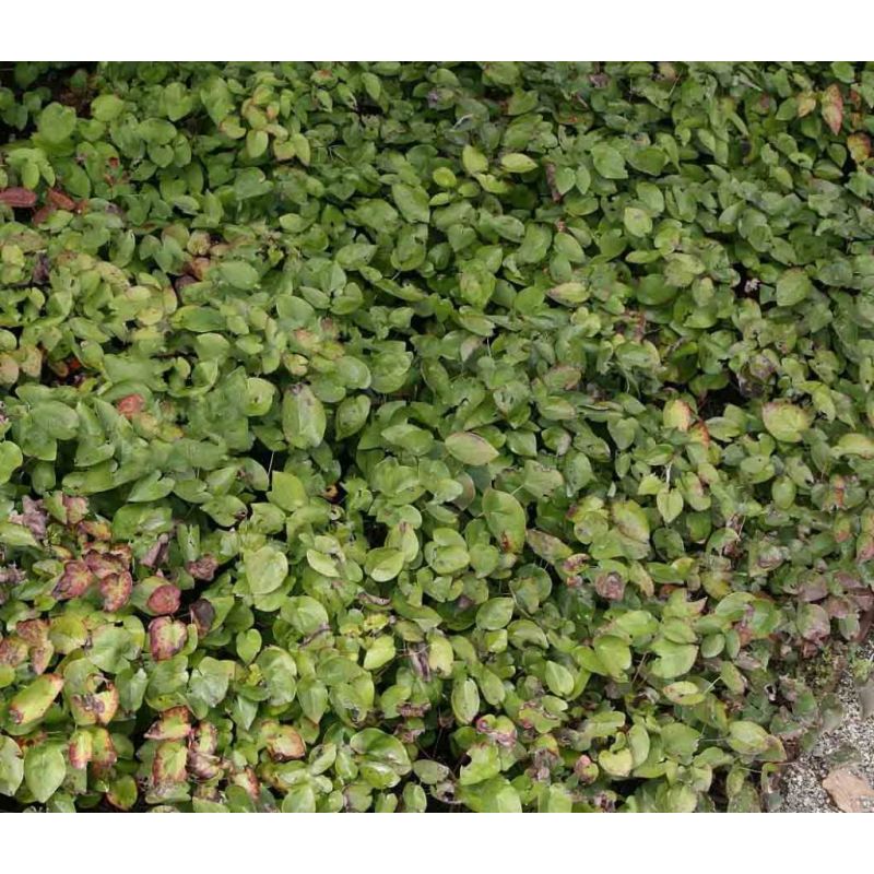 Epimedium Sulphureum