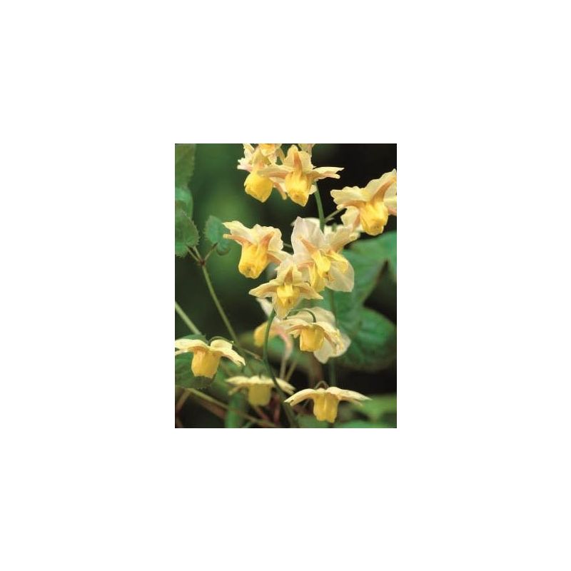 Epimedium Sulphureum