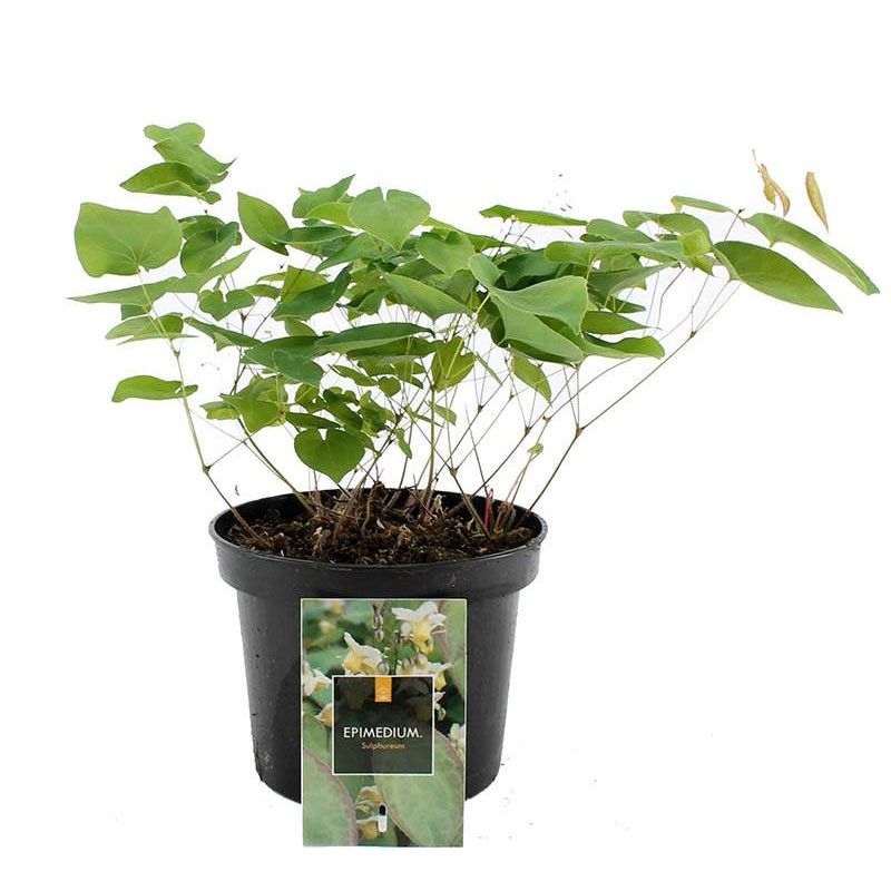 Epimedium Sulphureum