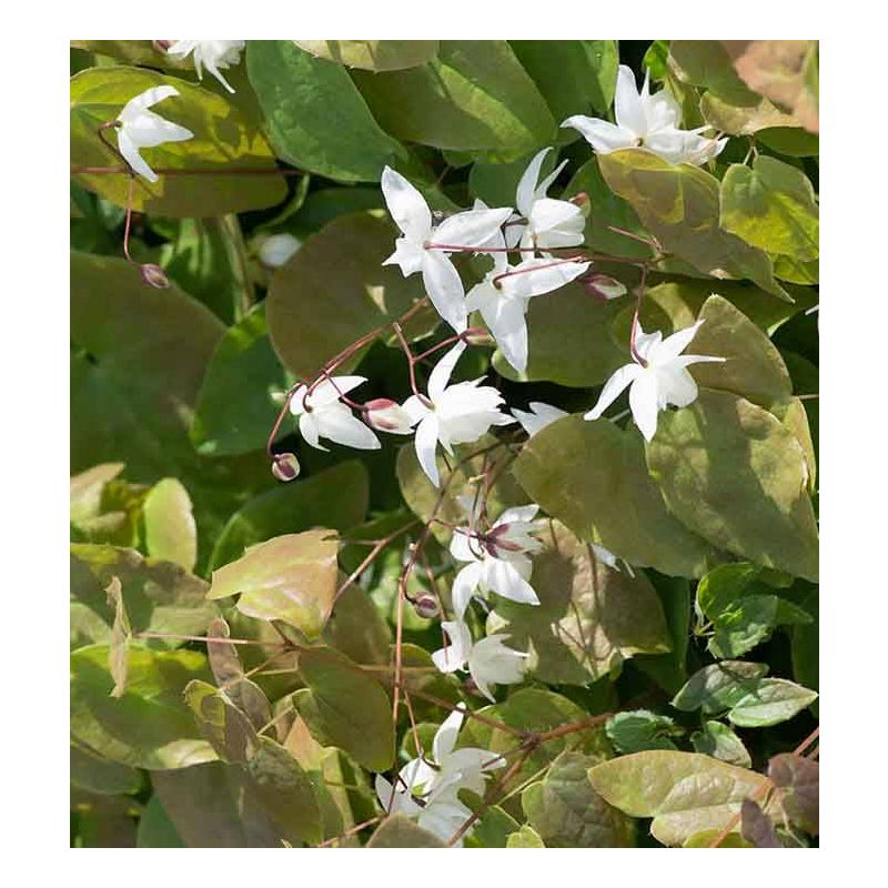 Epimedium Niveum 