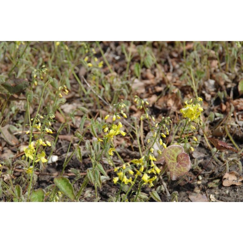 Epimedium pinnatum colchicum