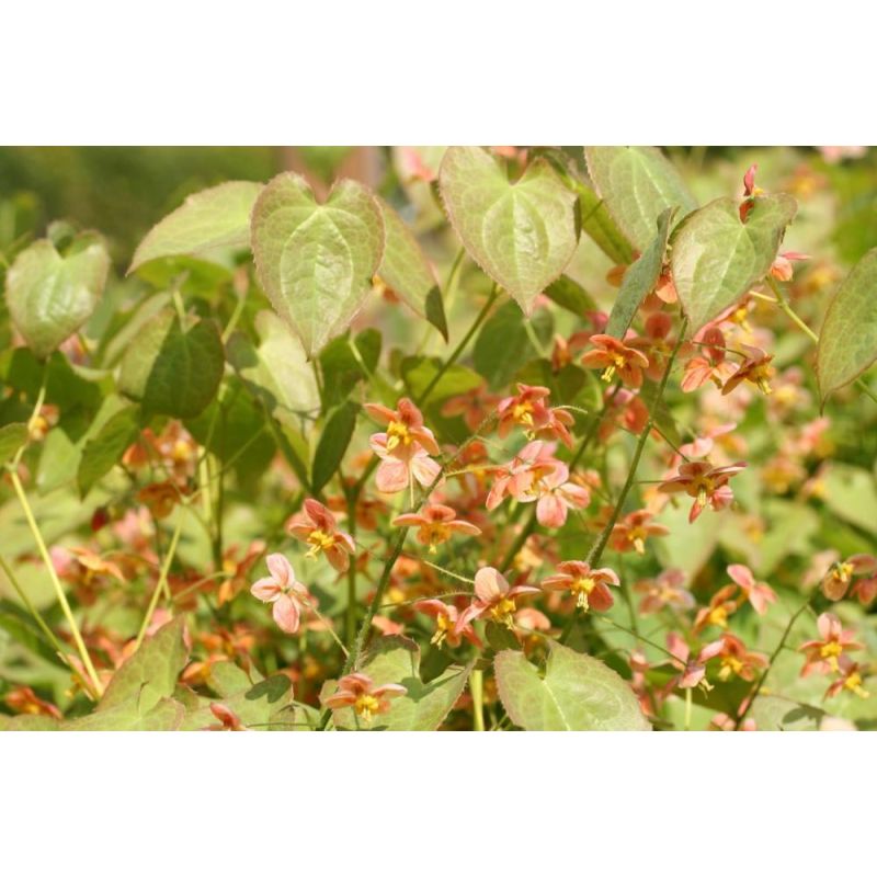 Epimedium Orangekönigin 