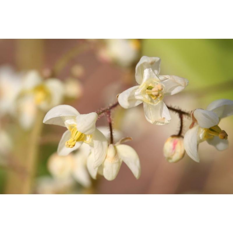 Epimedium pubigerum