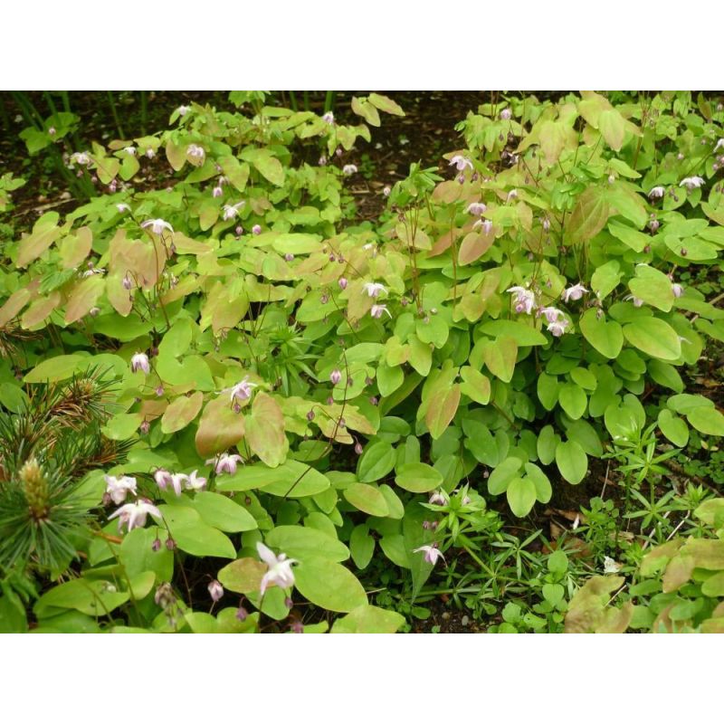 Epimedium Roseum 