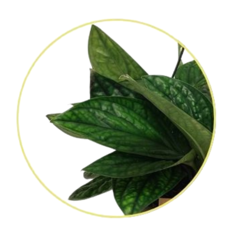 Epipremnum Marble Planet