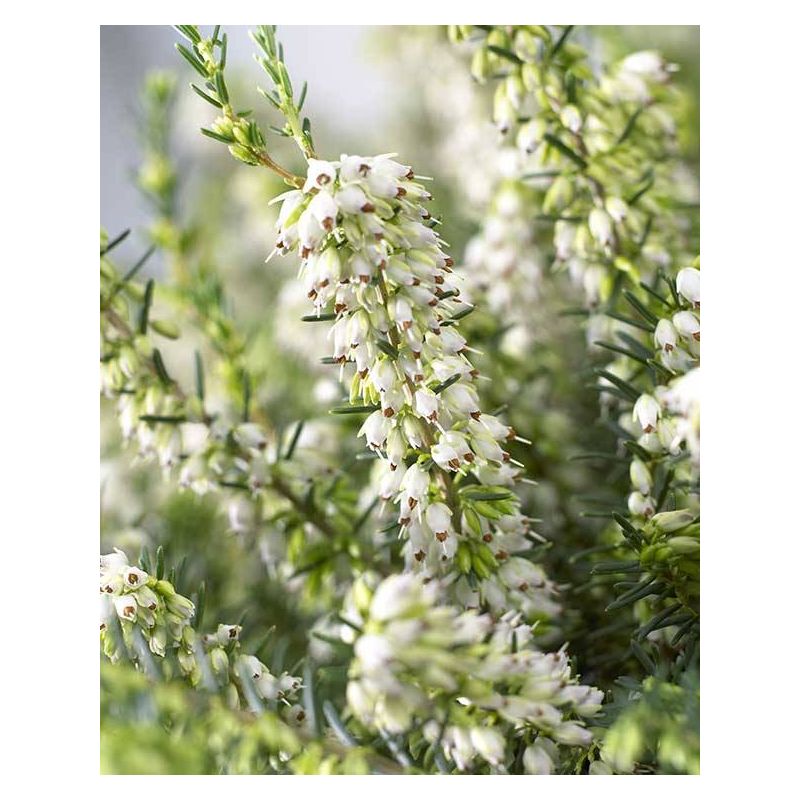 Erica darleyensis White Perfection