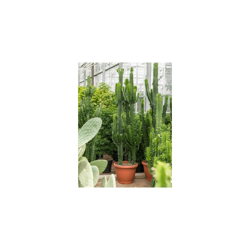 Euphorbia eritrea