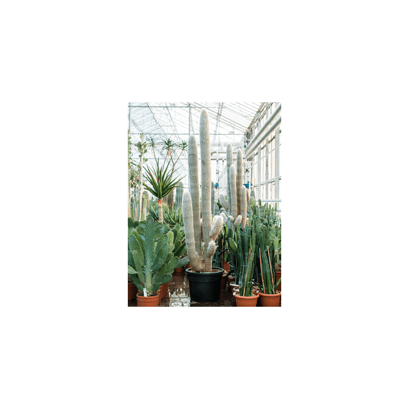 Espostoa lanata