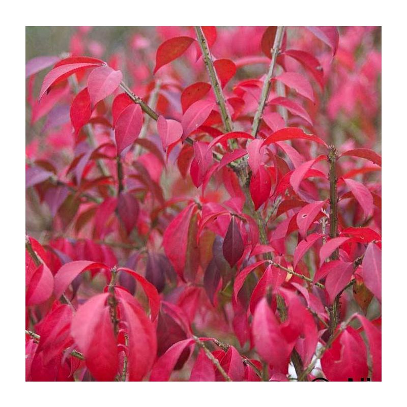 Euonymus alatus 'Compactus' - scherm