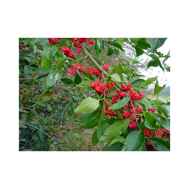 Euonymus europaeus