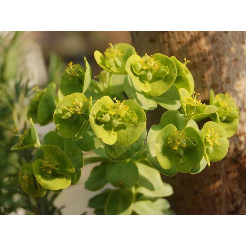 Euphorbia amygdaloides 'Robbiae'