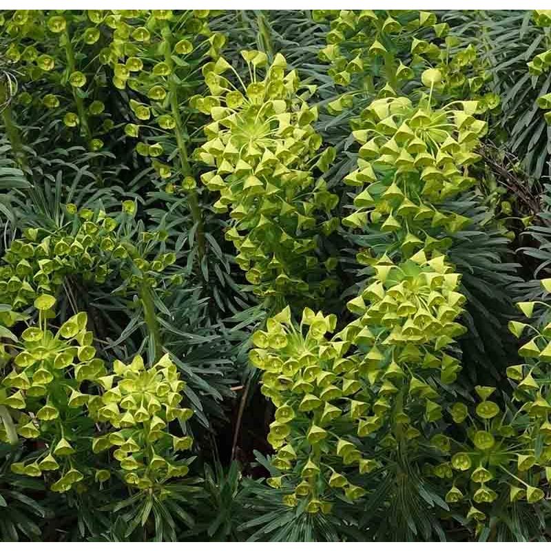 Euphorbia characias Wulfenii 