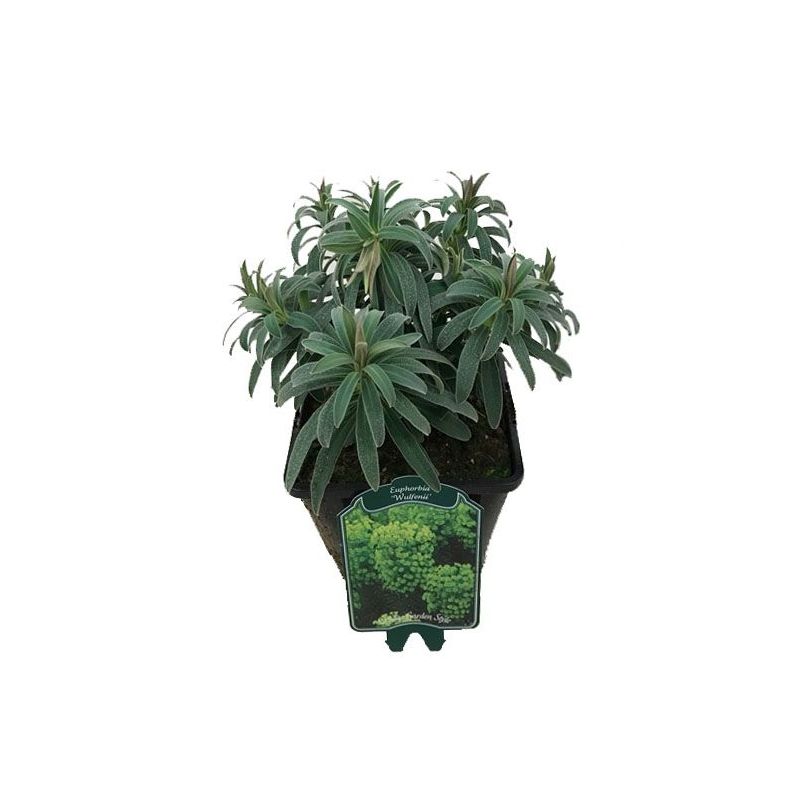 Euphorbia characias Wulfenii 
