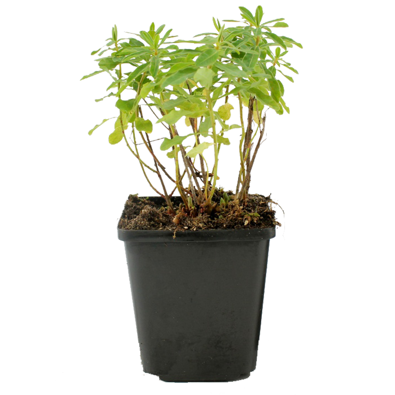 Euphorbia polychroma 