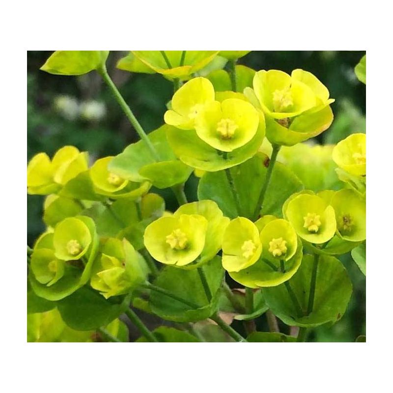 Euphorbia 'Red wing' - 6 stuks