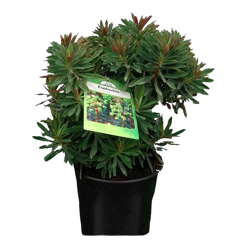 Euphorbia 'Red wing'