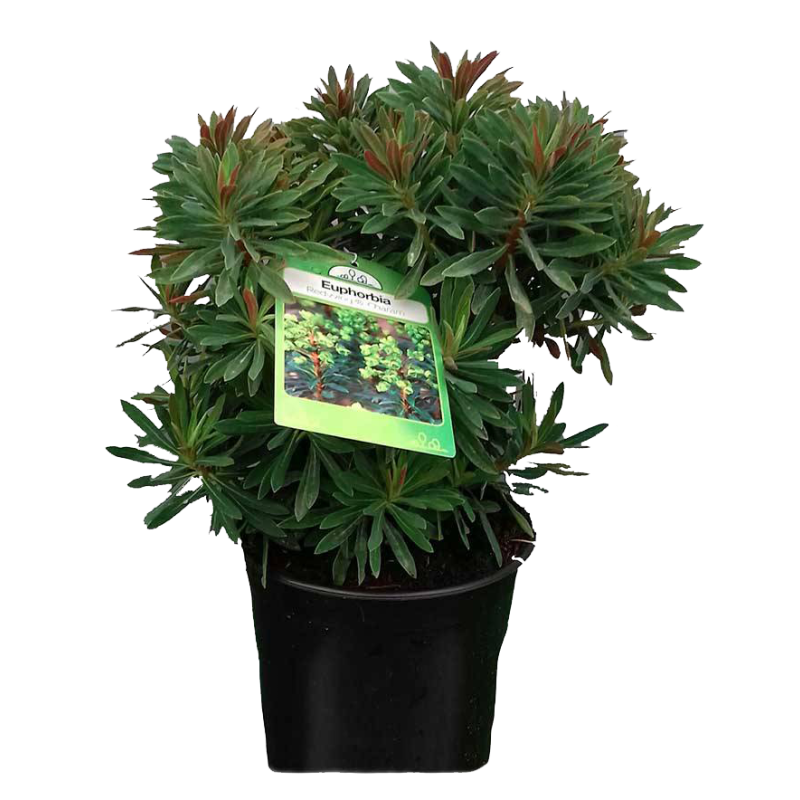 Euphorbia 'Red wing' - 6 stuks