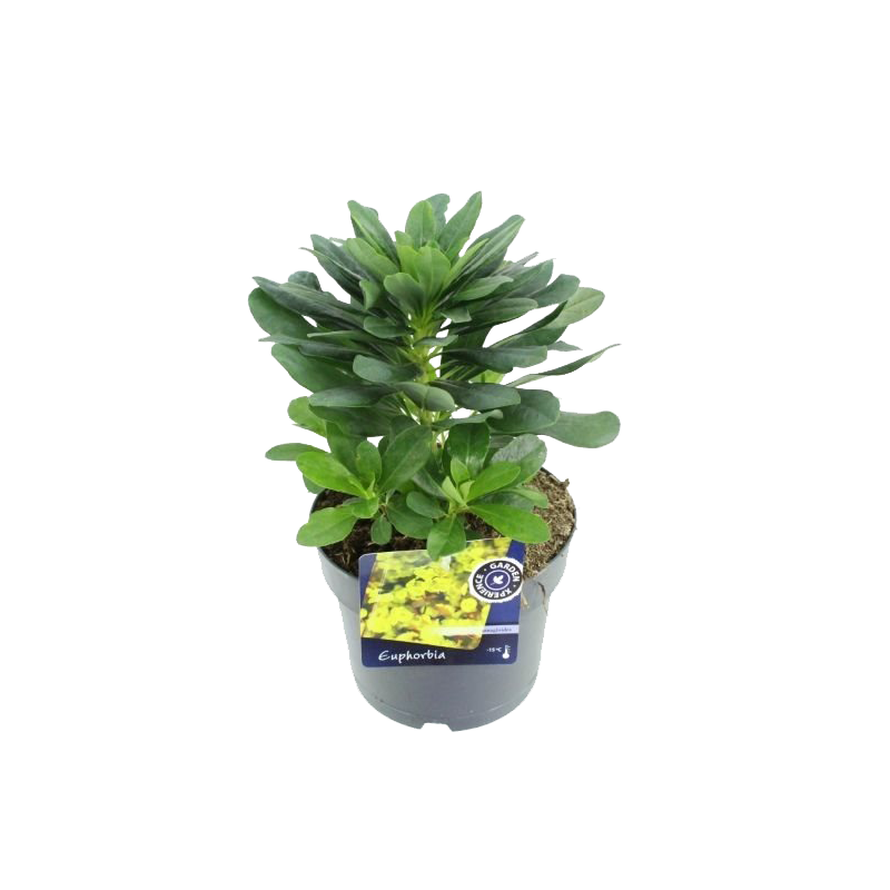 Euphorbia amygdaloides 'Robbiae'