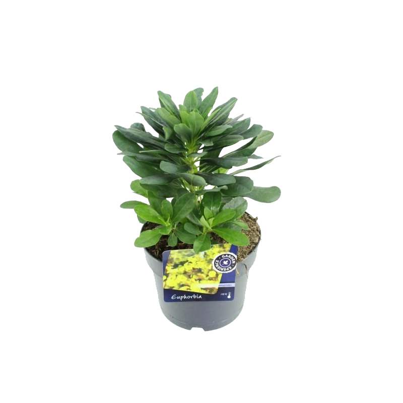 Euphorbia Robbiae 