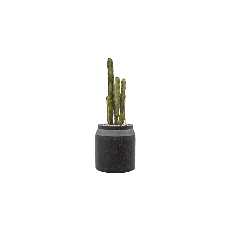 Euphorbia canariensis