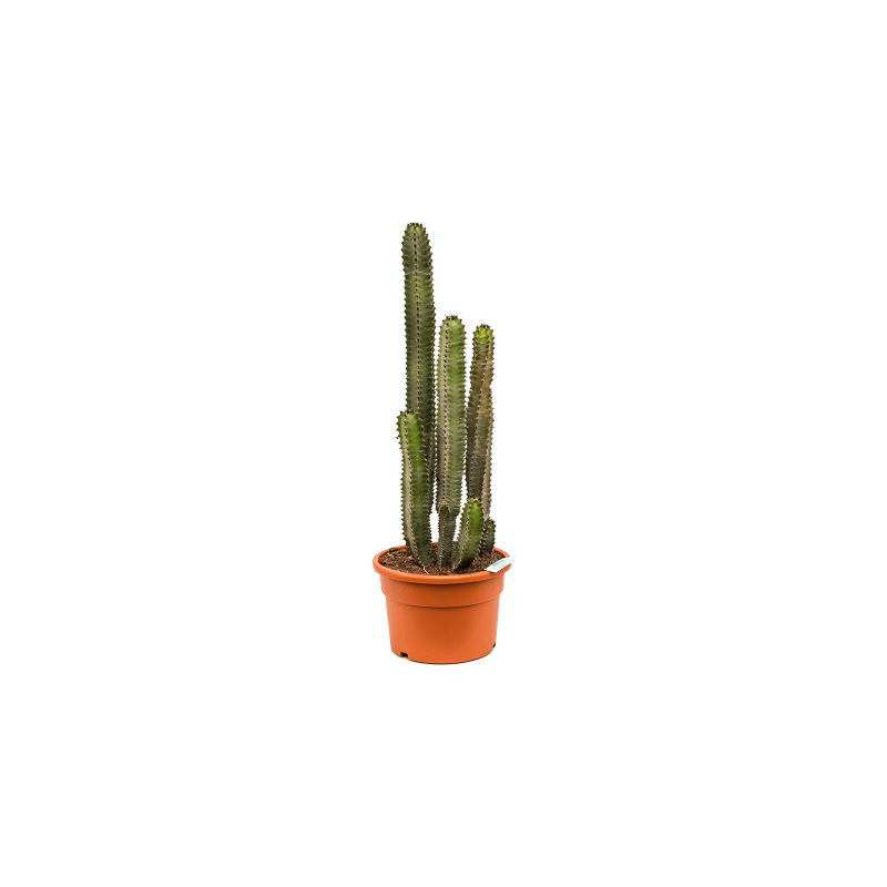 Euphorbia canariensis