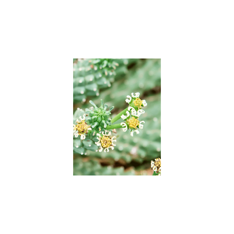 Euphorbia caput-medusae